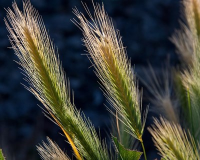 OCDE e FAO: produção agrícola mundial deve crescer 20% em dez anos