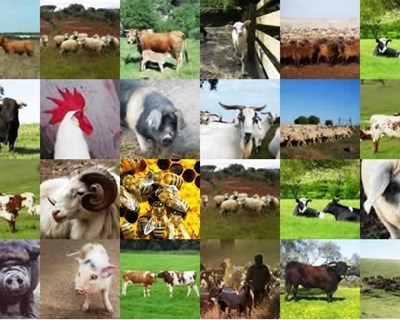 Oeiras recebe I Fórum Ibérico sobre Produção Animal Biológica