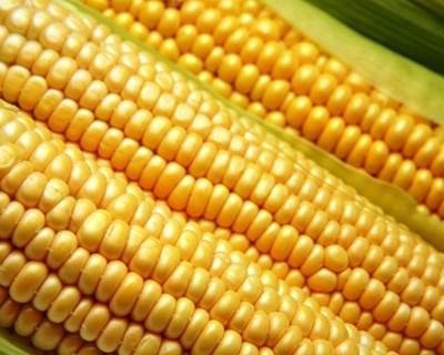 OGM: período para aprovação alargado para cinco anos
