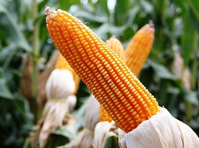 OGM’s: em 2015 registou-se uma redução de 1% nas superfícies mundiais