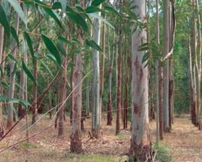 Óleos Essenciais de espécies de Eucalyptus
