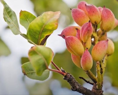 Olijan promove projeto de produção de pistachios em Serpa