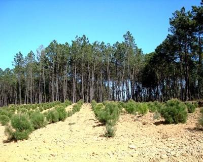 Oliveira do Hospital planta árvores para preservar floresta autóctone