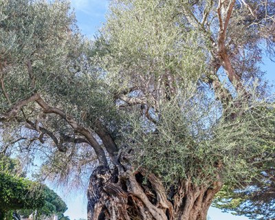 Oliveira Real portuguesa com 2225 anos candidata a Árvore Europeia do ano 2022