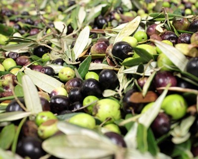 Olivicultores do Alentejo esperam menos produção de azeitona e de azeite