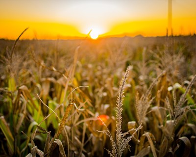 Último relatório de perspetivas a curto prazo revela que mercados agrícolas da UE permanecem estáveis