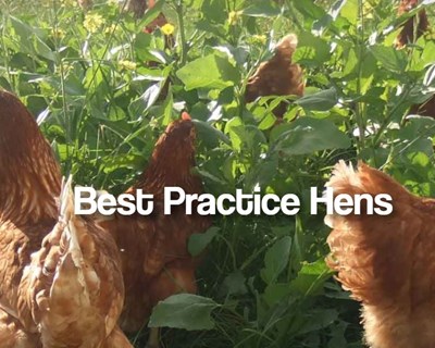 Últimos dias para participar no questionário Best Practice Hens
