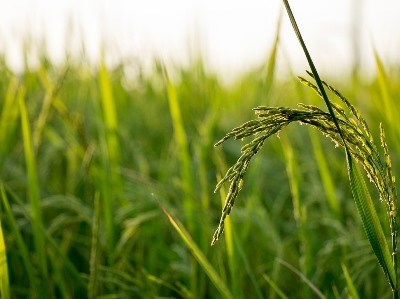 OMS chega a acordo para eliminar subsídios agrícolas
