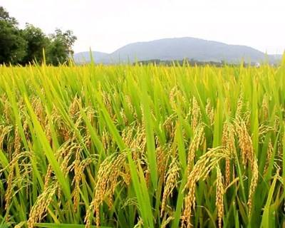 ONG portuguesa planeia comercializar arroz biológico na Guiné-Bissau