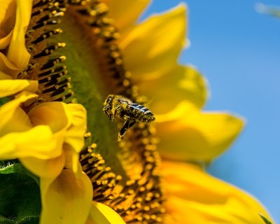 ONU alerta para a necessidade de proteger abelhas