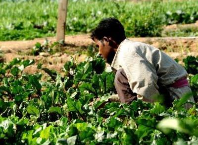 ONU pede ajuda agrícola de €630 milhões para países em crise