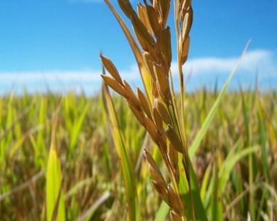 Orizicultores reclamam mais apoios na promoção da fileira do arroz