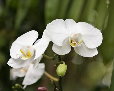 Orquídeas de todo o mundo na Exponor para a 11.ª Exposição Internacional de Orquídeas do Porto