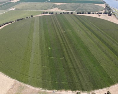Os campos de demonstração de milho na Agroglobal 2020