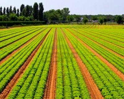 Os números da agricultura em Portugal