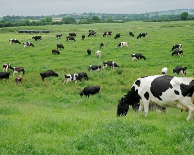 Os novos agricultores em Portugal: o papel do jovem agricultor