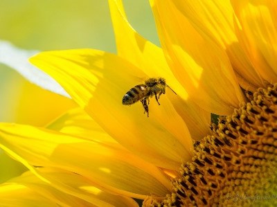 Os pesticidas perigosos à saúde das abelhas