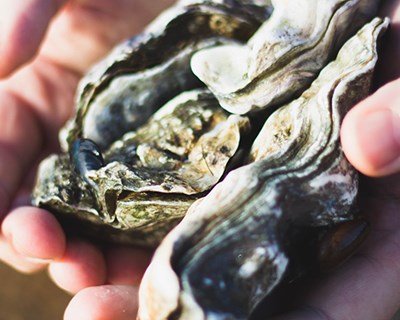 OysterWorld escolhe GoParity para financiar produção sustentável de ostras