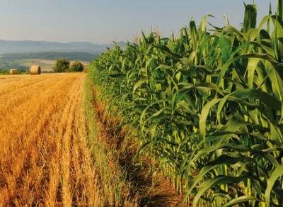 PAC: comissário europeu da Agricultura garante medidas simplificadas em 2016