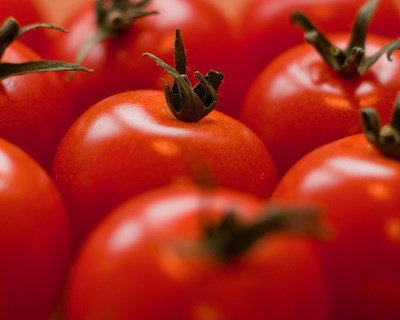 Palestra "Gestão de rega em tomate de indústria e controlo de planta parasita rabo-de-raposa em tomate. Oportunidade de intervenção por herbirrigação"