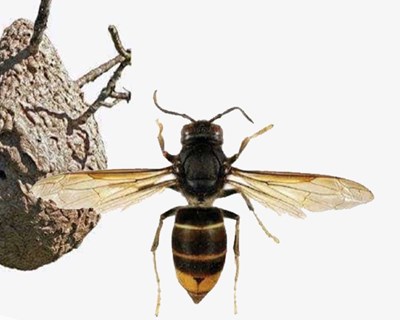 Pampilhosa da Serra deixa alertas sobre a vespa velutina