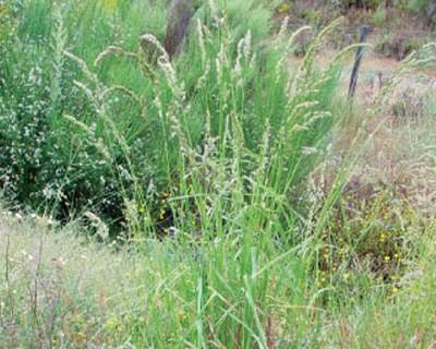 Panasco: Dactylis glomerata (Família: Poaceae)