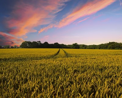 Parlamento Europeu publica estudo sobre uso de pesticidas em países em desenvolvimento