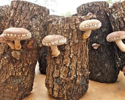 Parlamento recomenda ao Governo que apoie produção de cogumelos shiitake