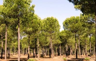 Passos Coelho elogia potencial da floresta portuguesa