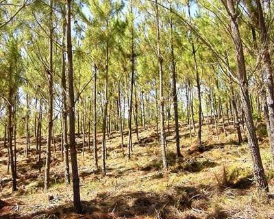 PDR 2020: publicada portaria que regulamenta apoios de proteção dos povoamentos florestais