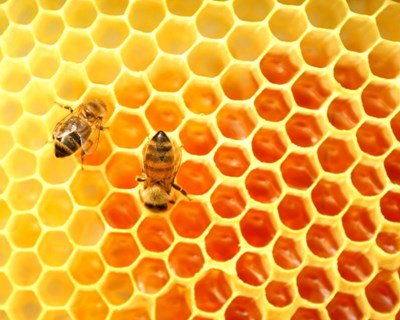 Penacova: Serra da Atalhada vai produzir mel biológico