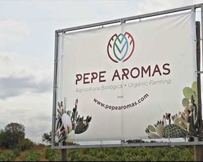 Pepe Aromas aposta na diversificação de produção de figo-da-índia