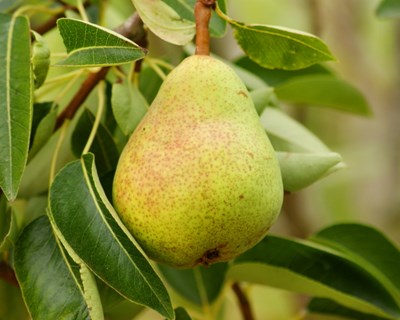 Pera rocha é a fruta portuguesa mais exportada