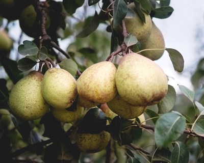 Pera Rocha em destaque na Fruit Attraction