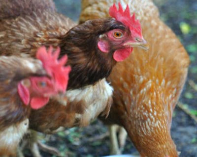 Período obrigatório da declaração de existências de galinhas poedeiras acontece em setembro