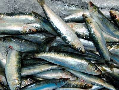 Pesca da sardinha interdita até 29 de fevereiro