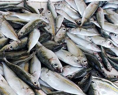 Pescado ultrapassou as 165 milhões de toneladas em 2014