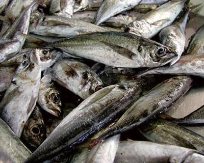 Pescas: chegou-se a acordo em Bruxelas