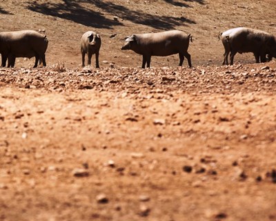 Peste suína africana agrava-se na Europa