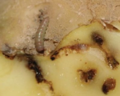 Phthorimaea operculella: A traça da Batata