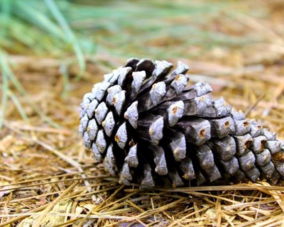 Pinus divulga situação da fileira do pinho em 2016