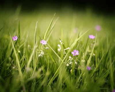 Plantas e flores naturais valem 500 milhões de euros por ano, diz Assunção Cristas