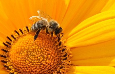 ​​Pólen de abelhas contém até 30 pesticidas