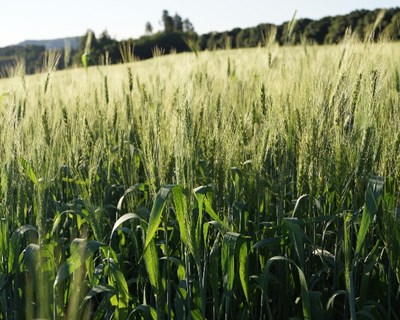 Política Agrícola: Parlamento Europeu aprova regras transitórias e ajuda de 8 mil milhões
