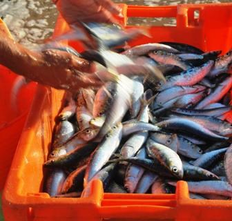 PONG-Pesca pede «respeito total» pelos pareceres científicos na gestão da sardinha