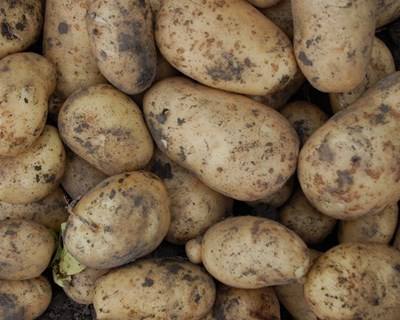 Porbatata: a associação que defende a fileira da batata em Portugal