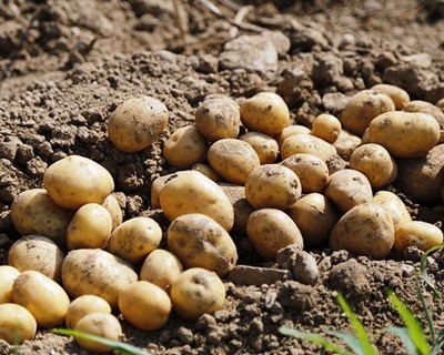 Porbatata celebra um ano de existência