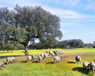 Porco alentejano vence prémio de charcutaria em Nova Iorque