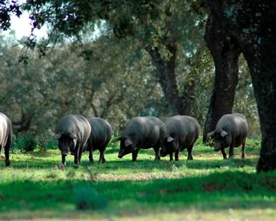 Porco preto alentejano é exportado para ficar com selo de origem espanhola