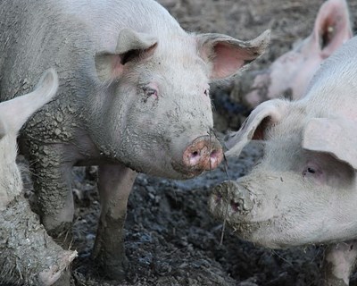 Porcos no abate: Medidas para atender às preocupações com o bem-estar